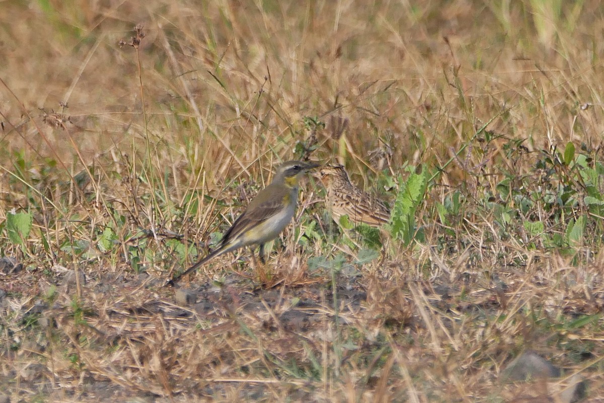 Lavandera de Chukotka - ML646518691