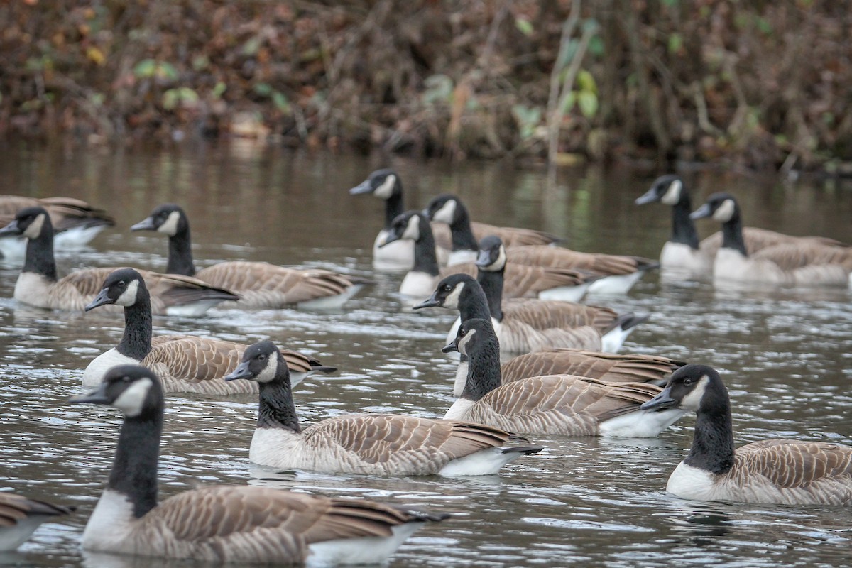 Canada Goose - ML646518692