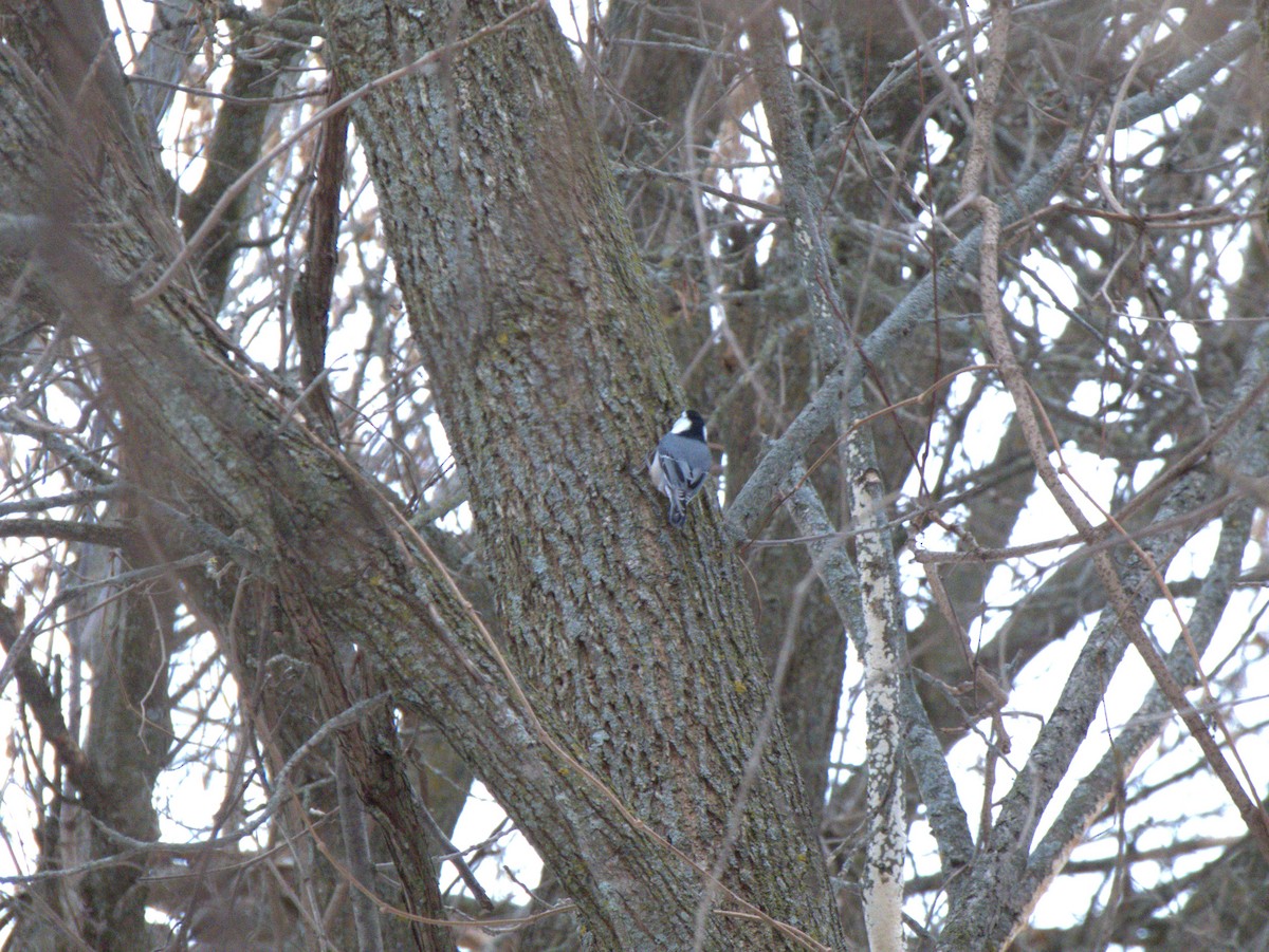 ムナジロゴジュウカラ - ML646518693