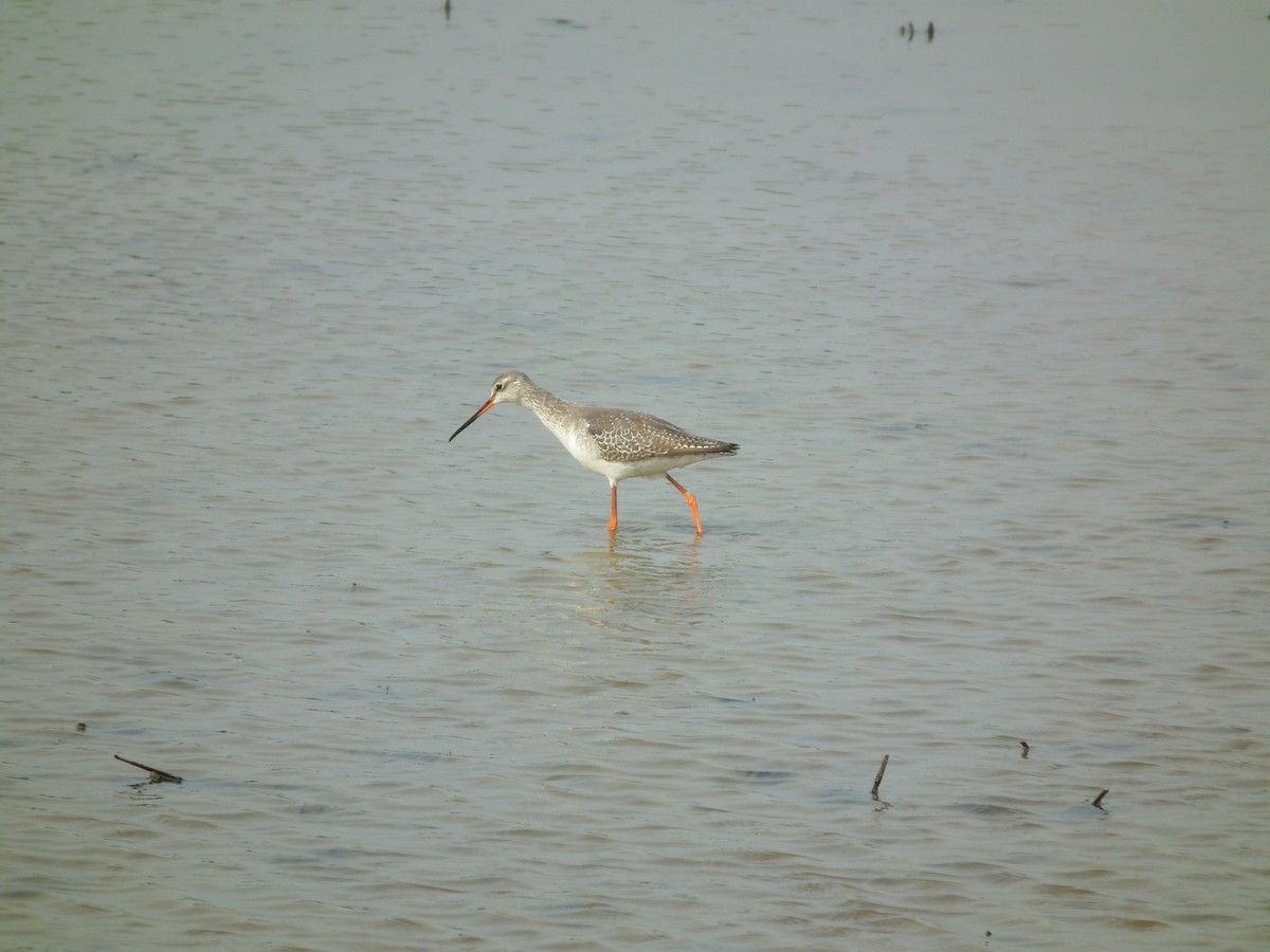 Spotted Redshank - ML646518703