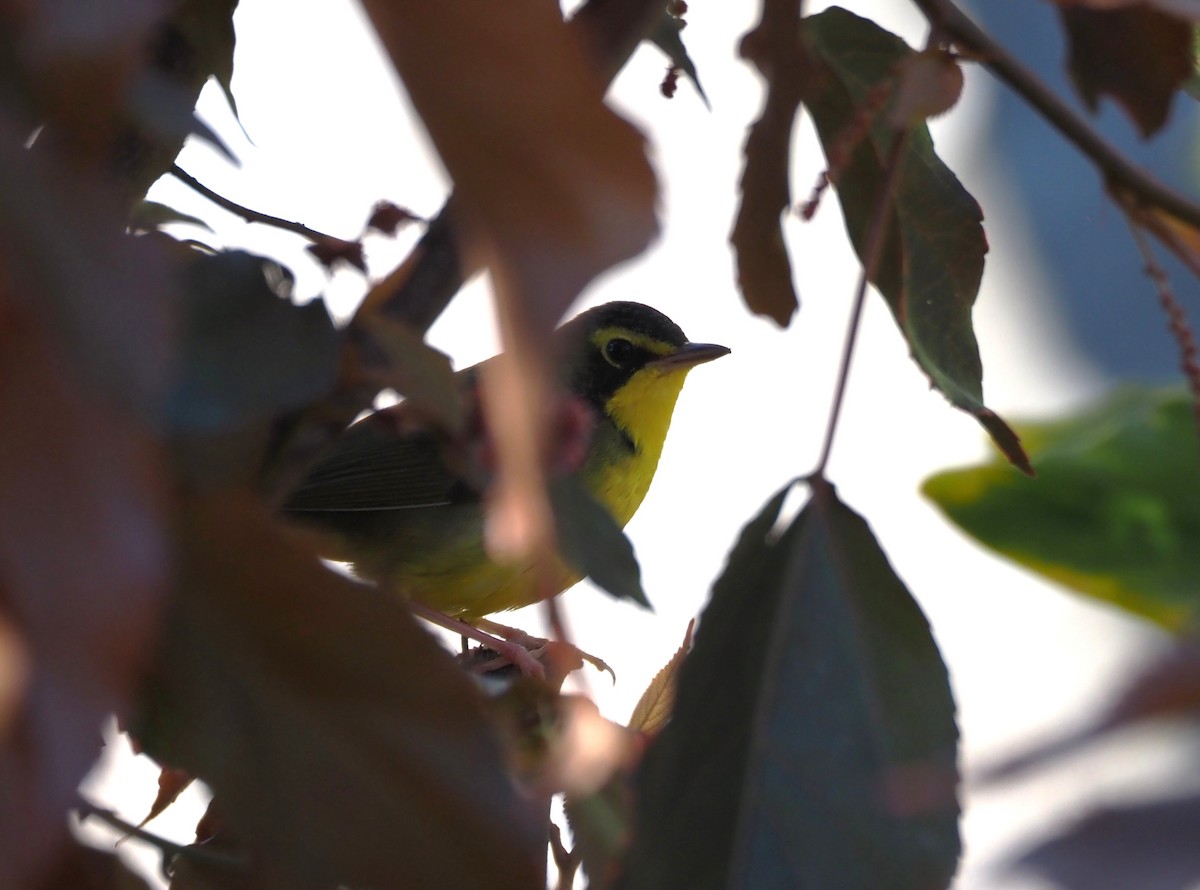 Reinita de Kentucky - ML646518705