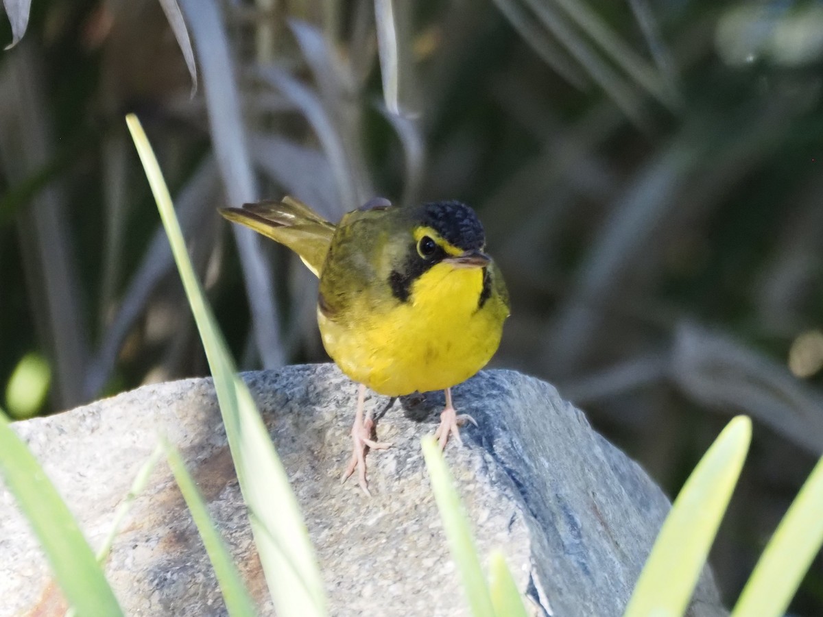 Reinita de Kentucky - ML646518706