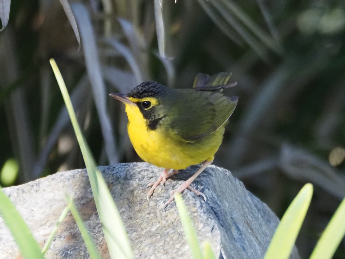 Reinita de Kentucky - ML646518707