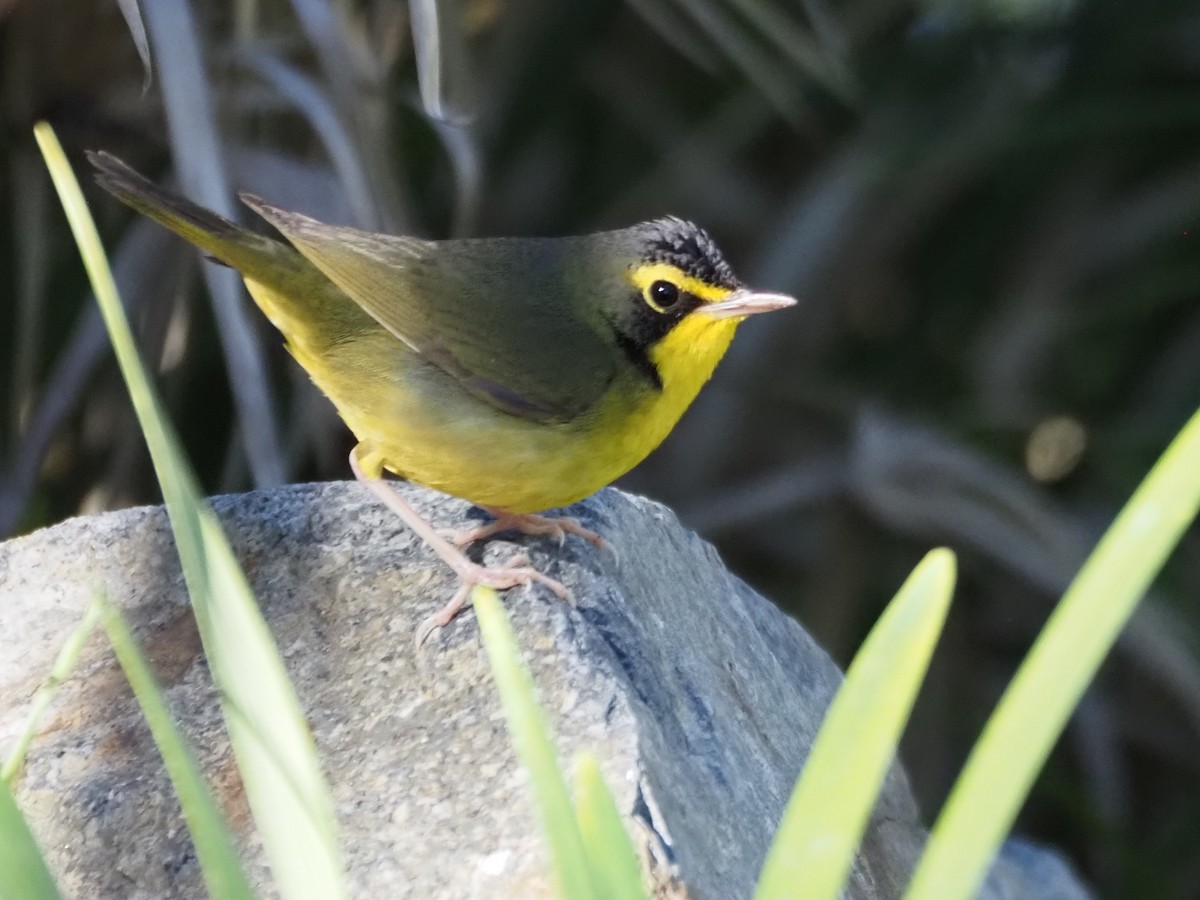 Reinita de Kentucky - ML646518708