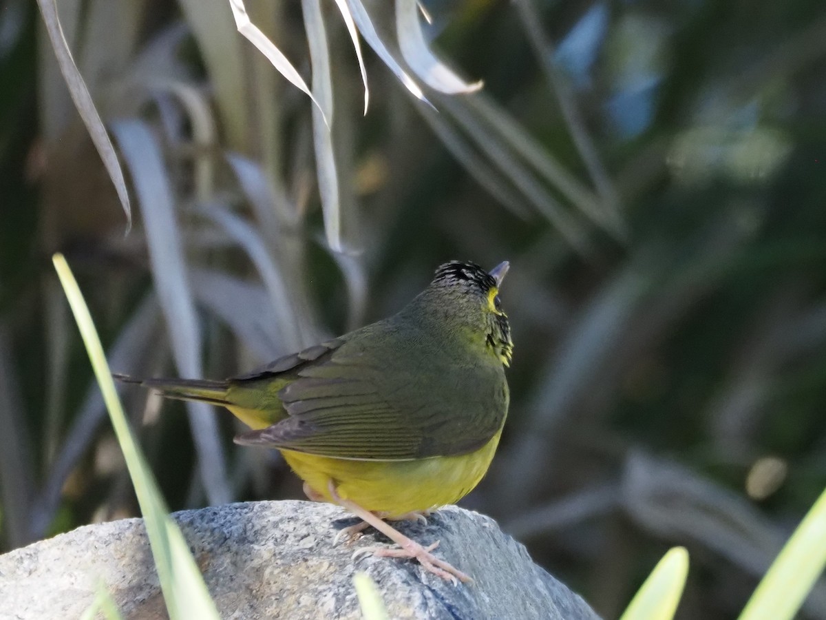 Reinita de Kentucky - ML646518709