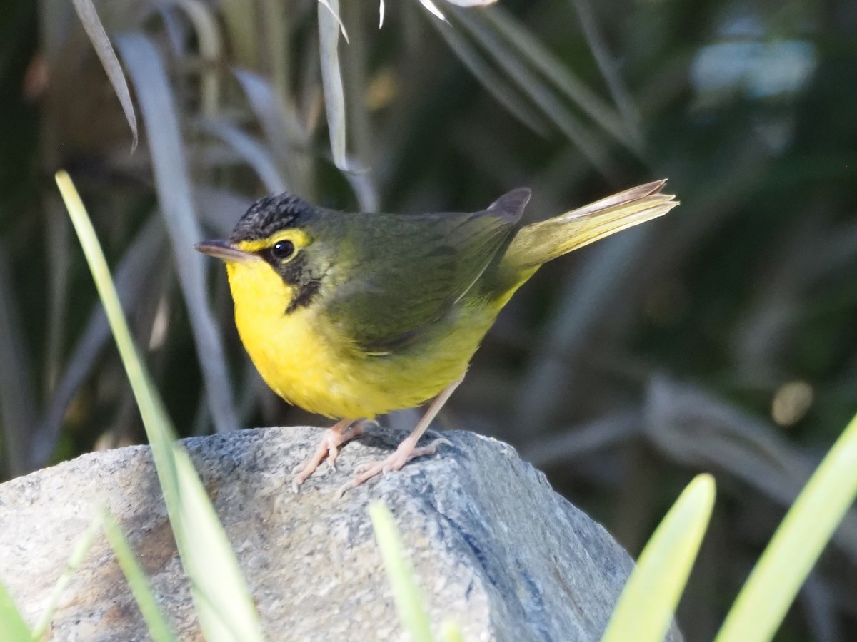 Reinita de Kentucky - ML646518710