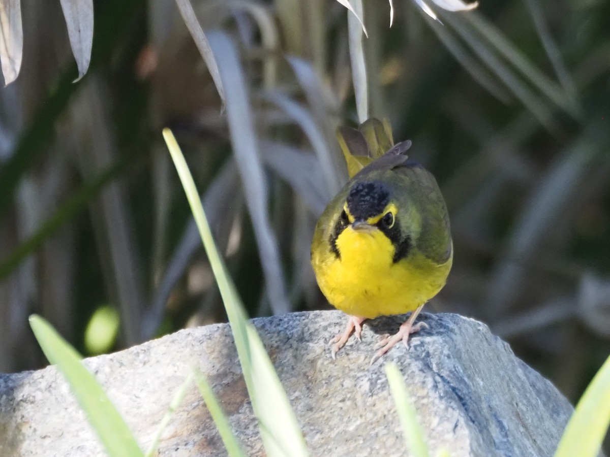 Reinita de Kentucky - ML646518711