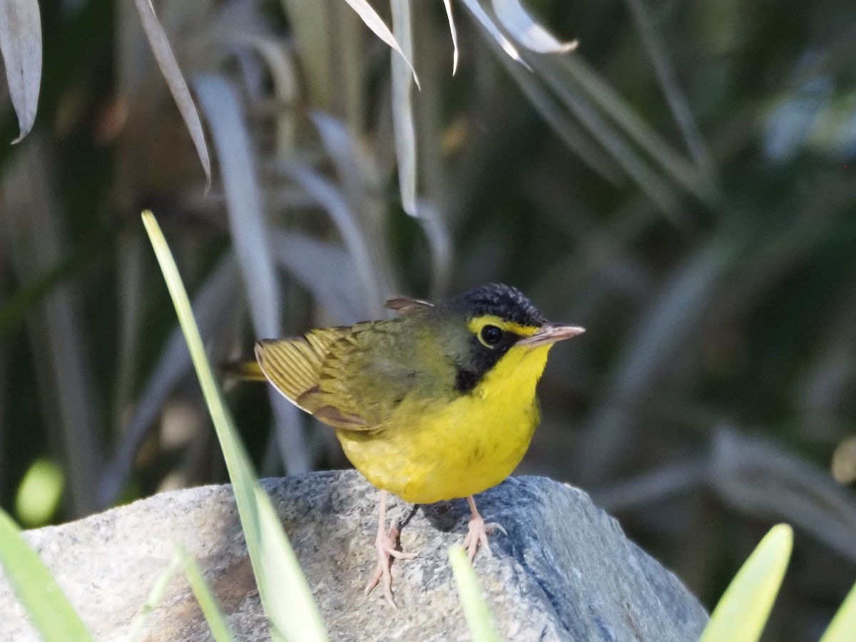 Reinita de Kentucky - ML646518712