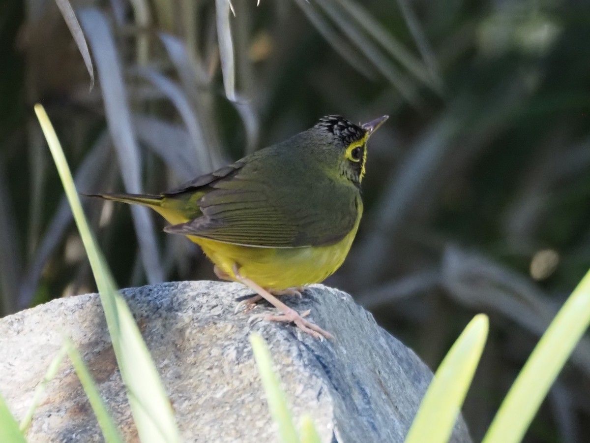 Reinita de Kentucky - ML646518713