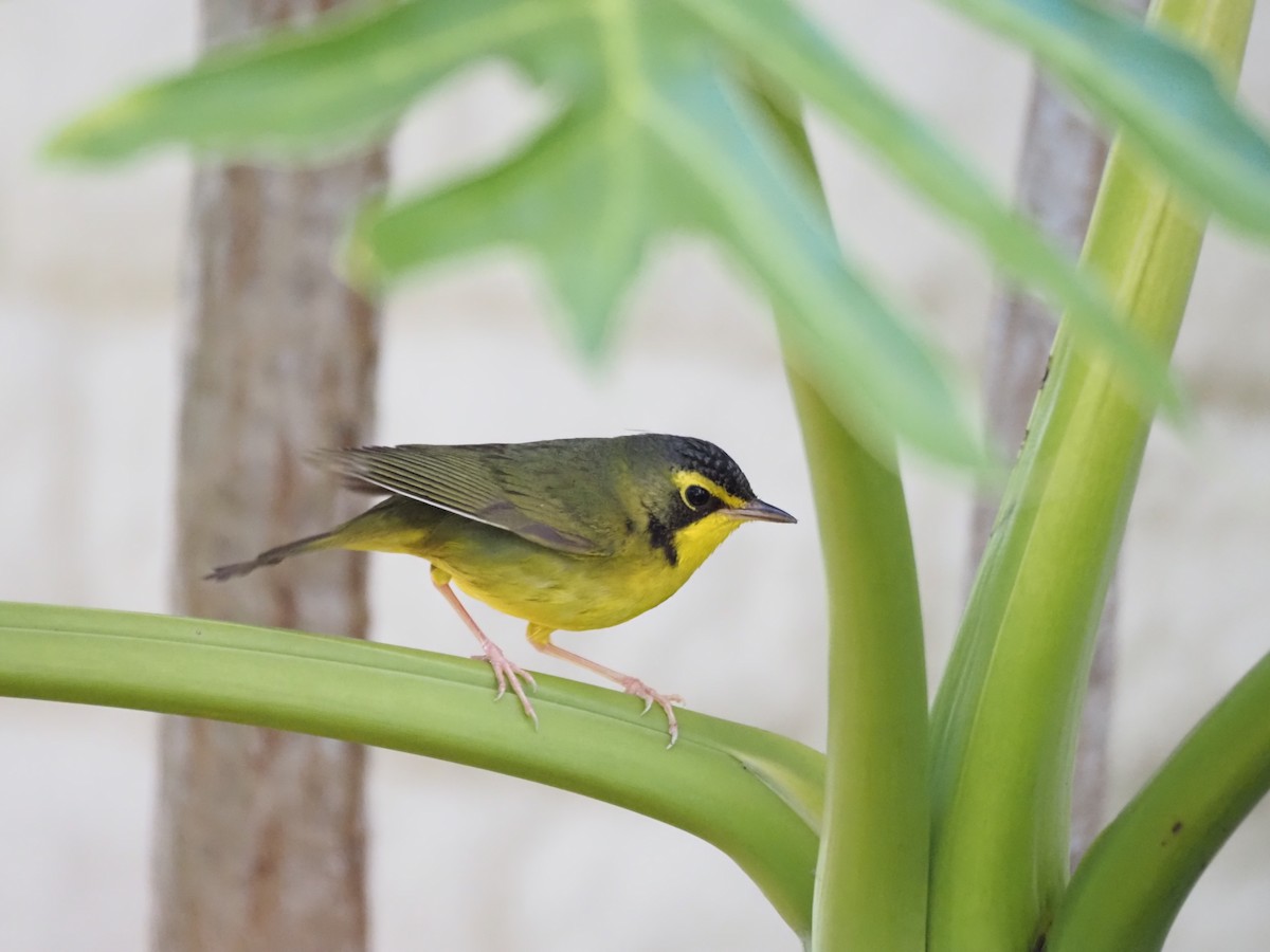 Reinita de Kentucky - ML646518715