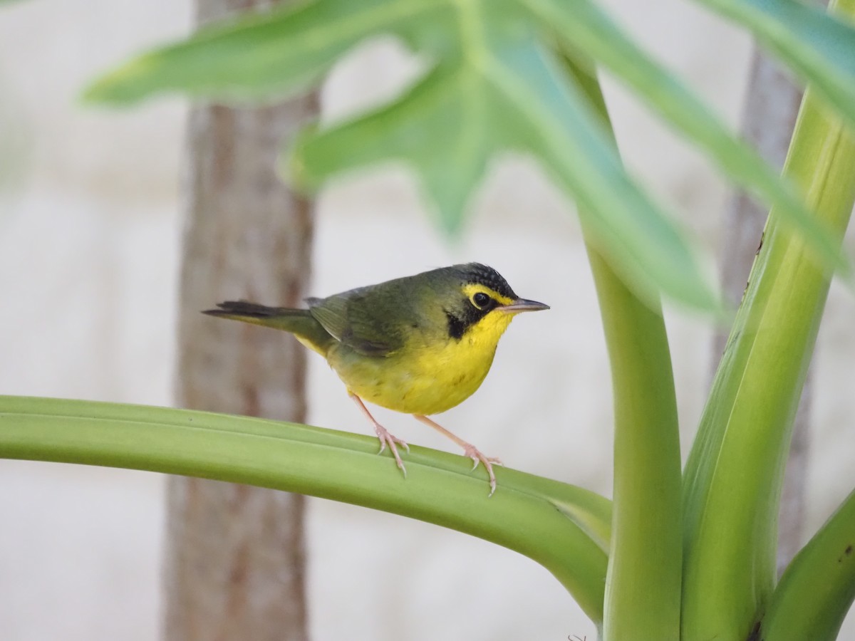 Reinita de Kentucky - ML646518716