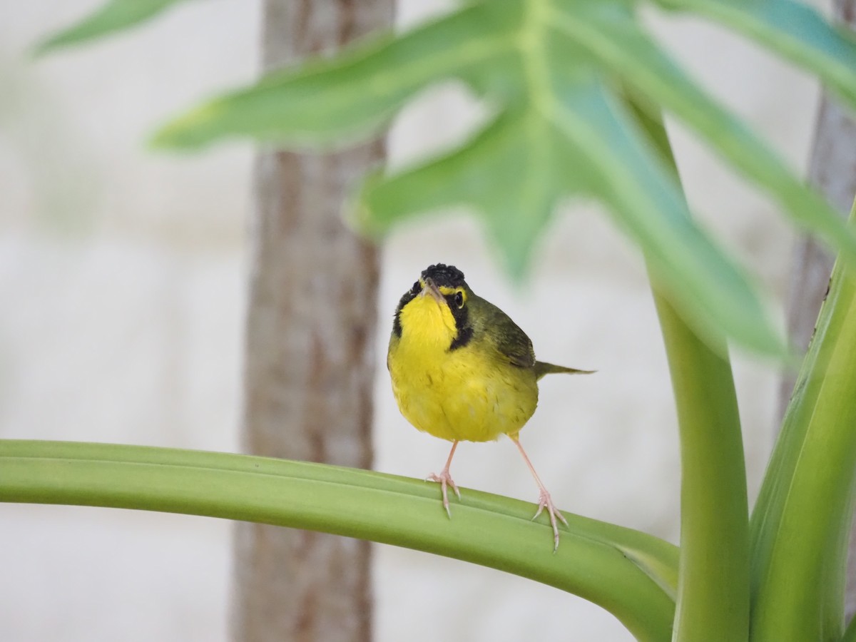 Reinita de Kentucky - ML646518717