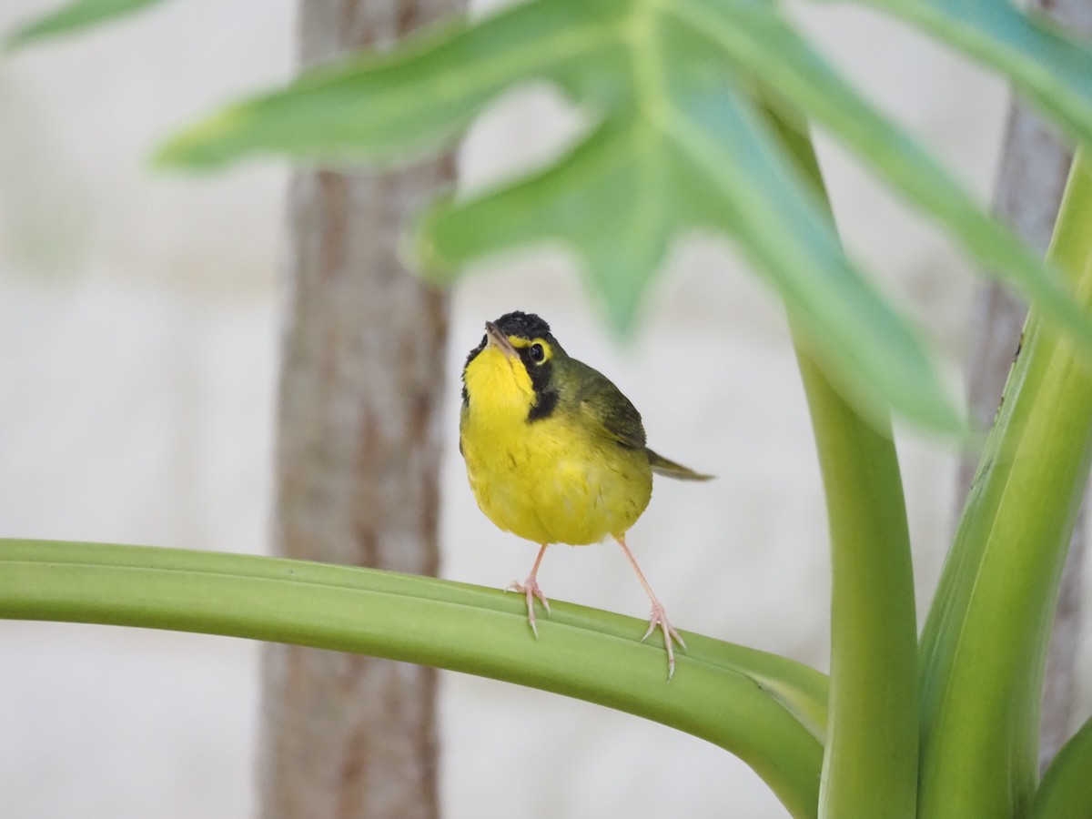 Reinita de Kentucky - ML646518718