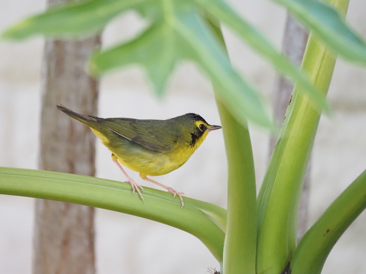 Reinita de Kentucky - ML646518719