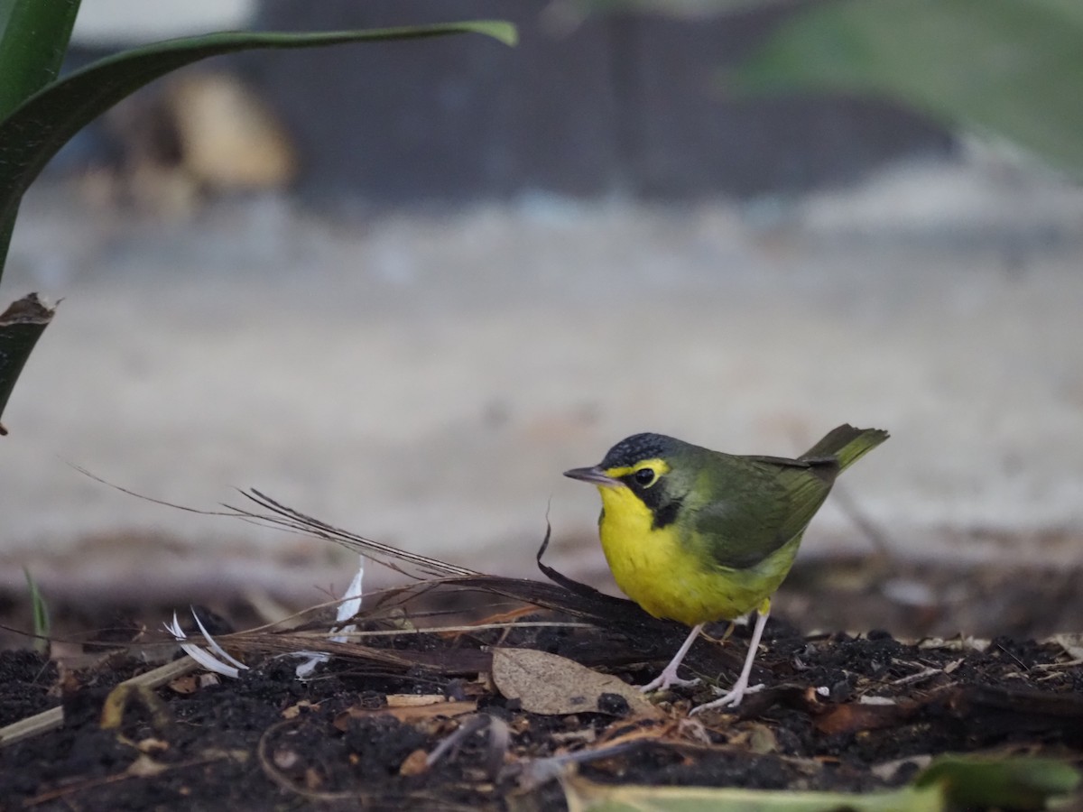 Reinita de Kentucky - ML646518720