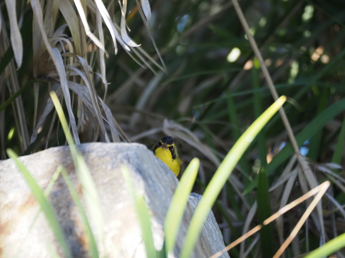 Reinita de Kentucky - ML646518721