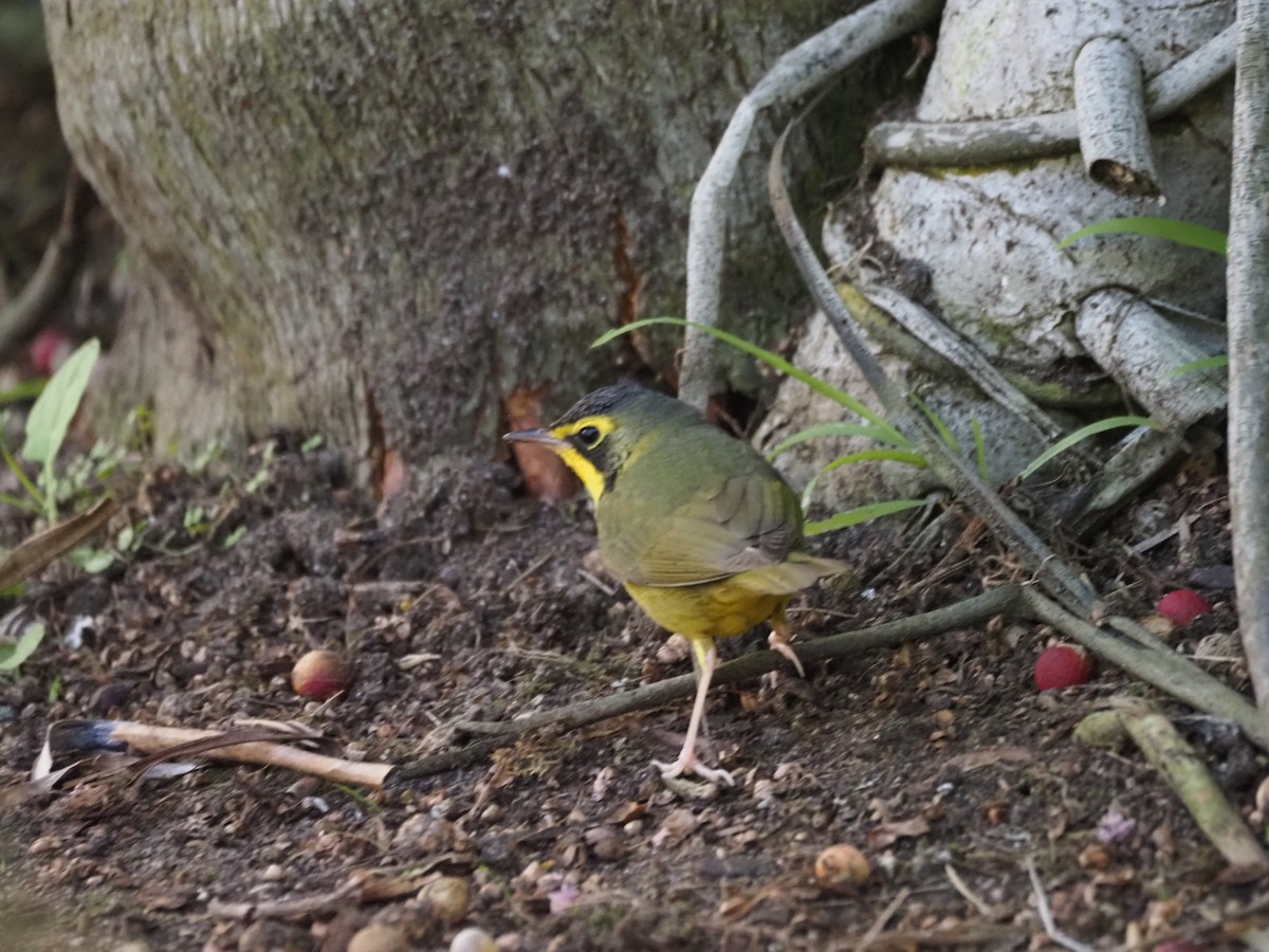 Reinita de Kentucky - ML646518722