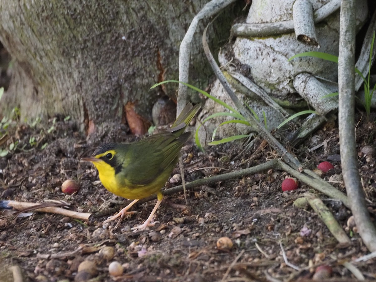 Reinita de Kentucky - ML646518723