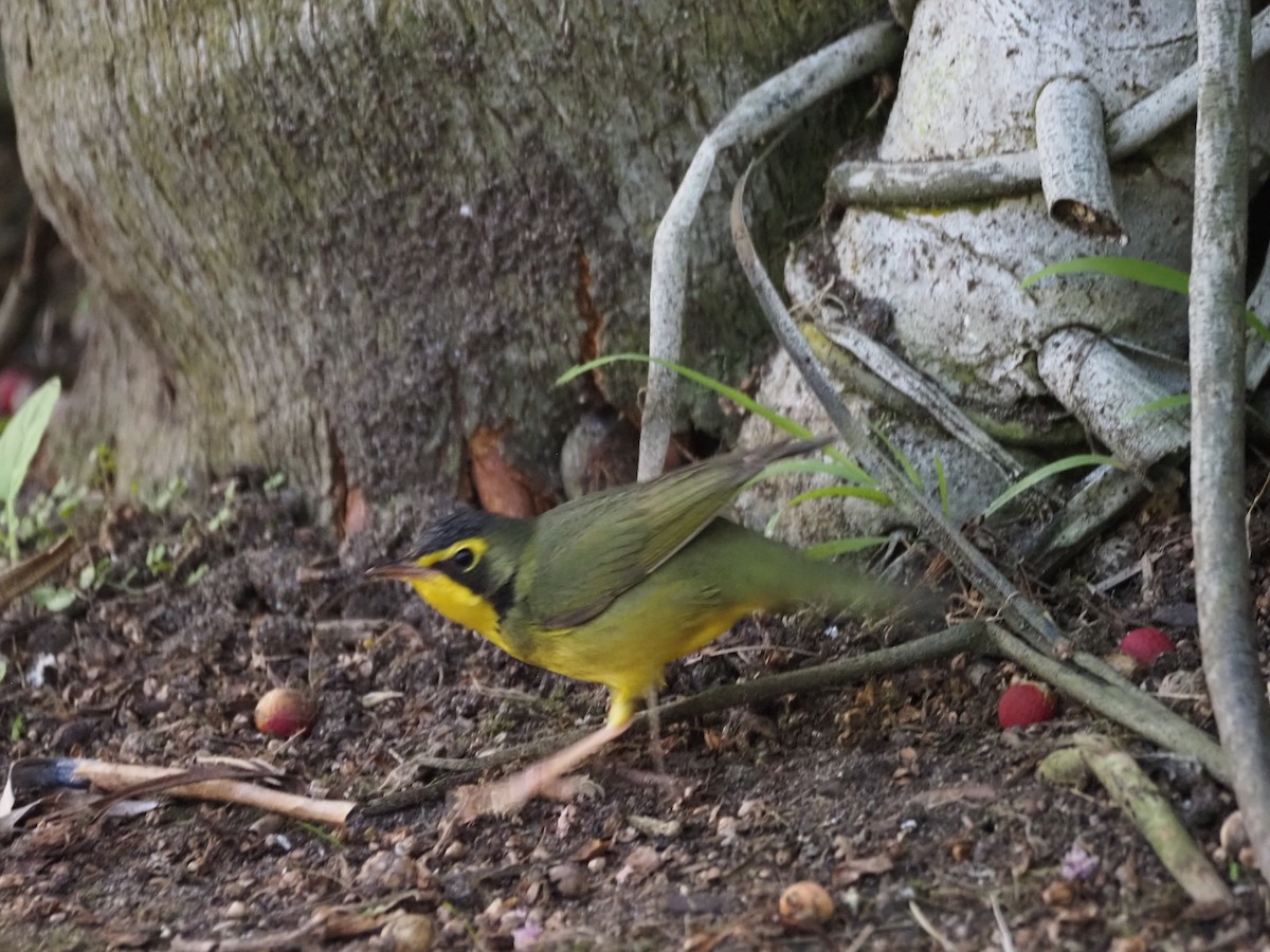 Reinita de Kentucky - ML646518724