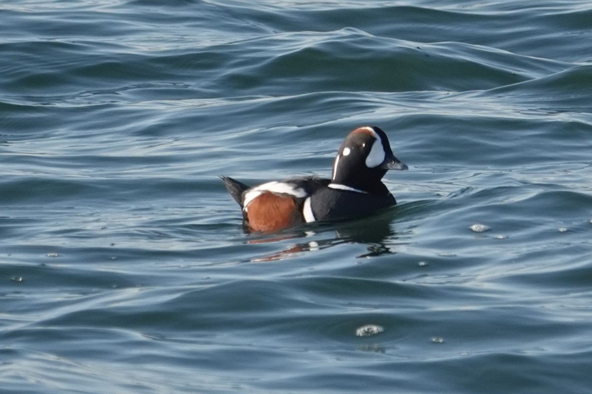 Harlequin Duck - ML646518726