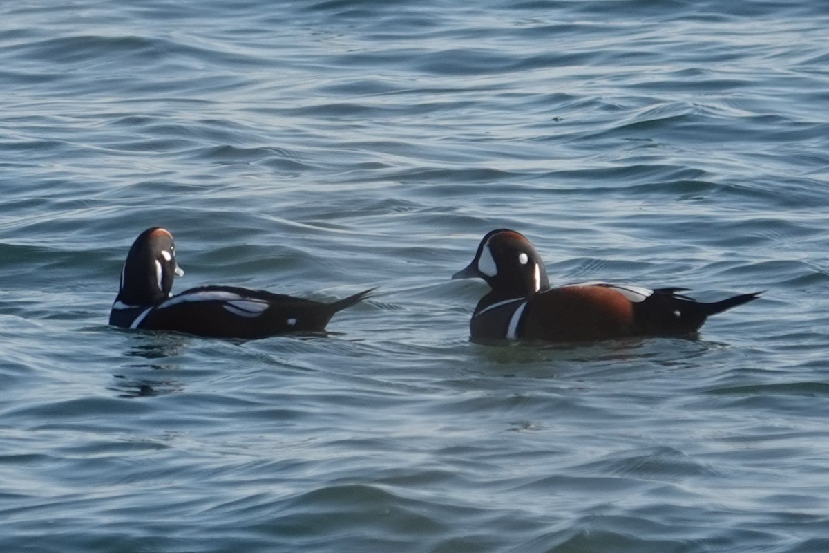 Harlequin Duck - ML646518727