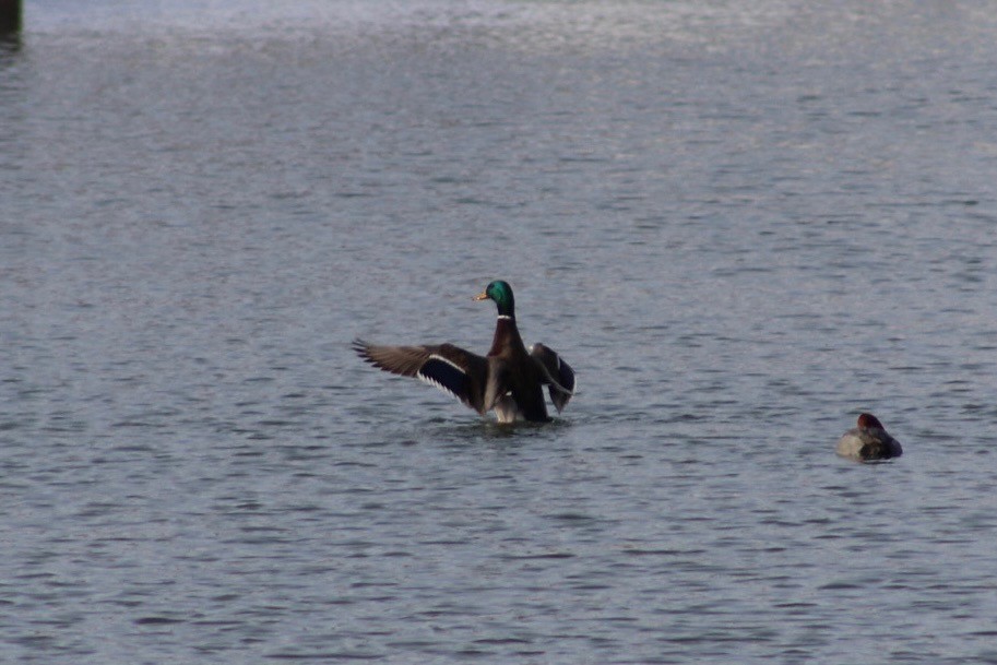 Mallard - ML646518728