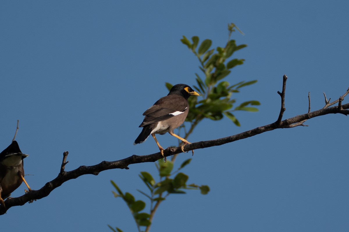 Common Myna - ML646518729