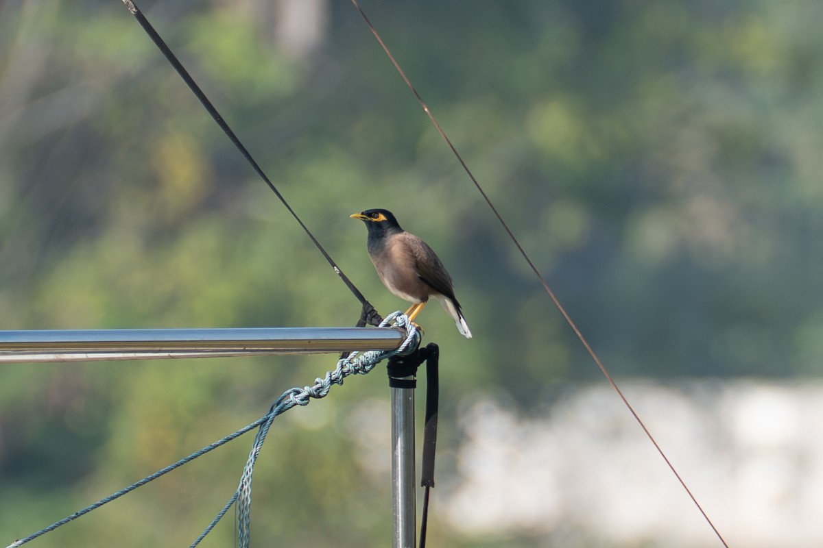 Common Myna - ML646518730