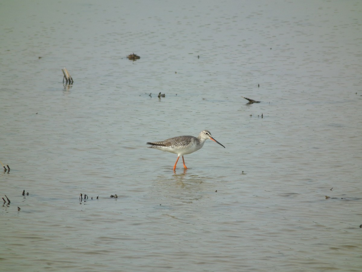 Spotted Redshank - ML646518732