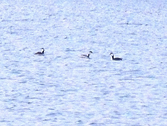 potápka žlutorohá - ML646518745