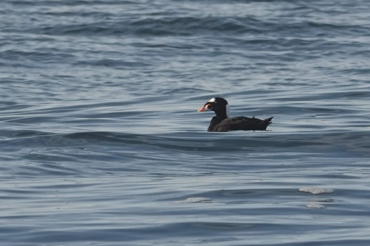 Surf Scoter - ML646518746