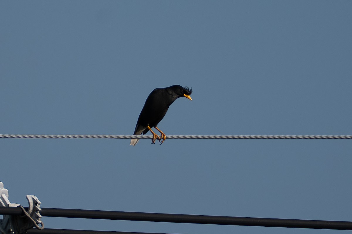 Great Myna - ML646518747