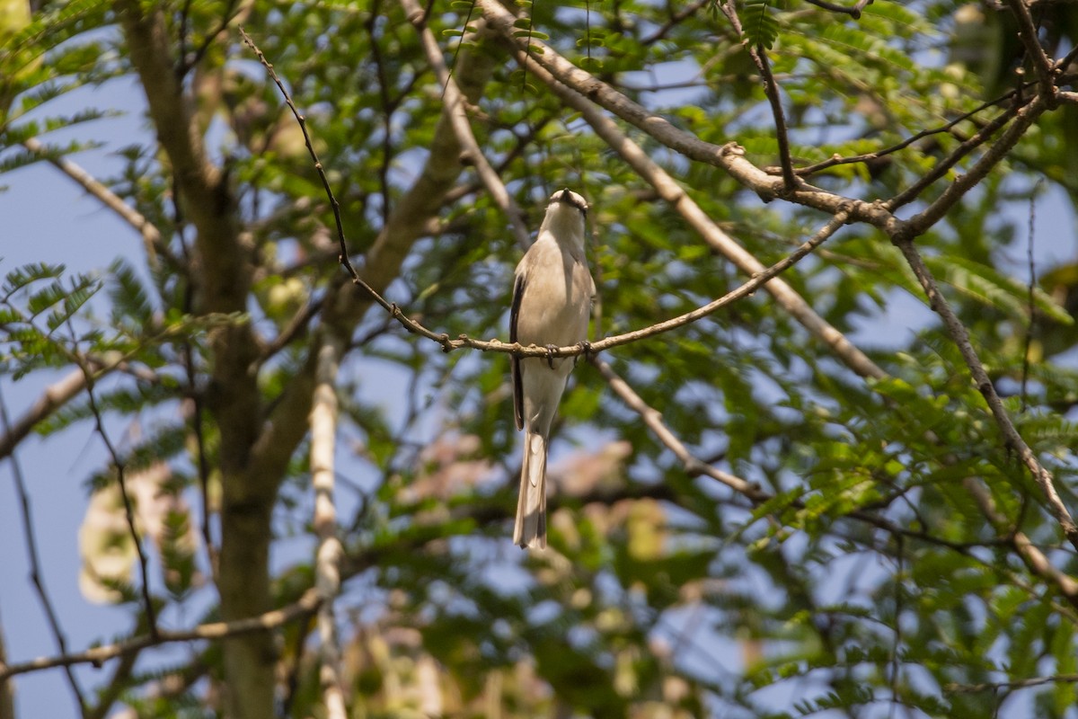 Brown-rumped Minivet - ML646518749