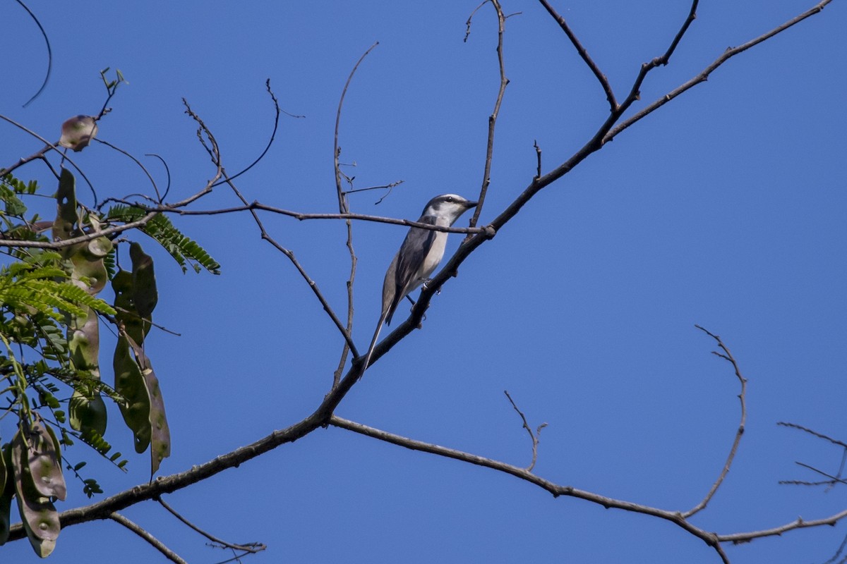 Brown-rumped Minivet - ML646518750