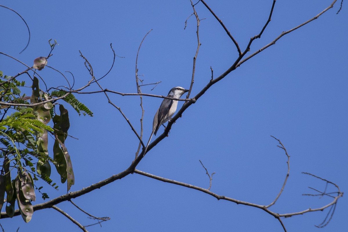 Brown-rumped Minivet - ML646518751