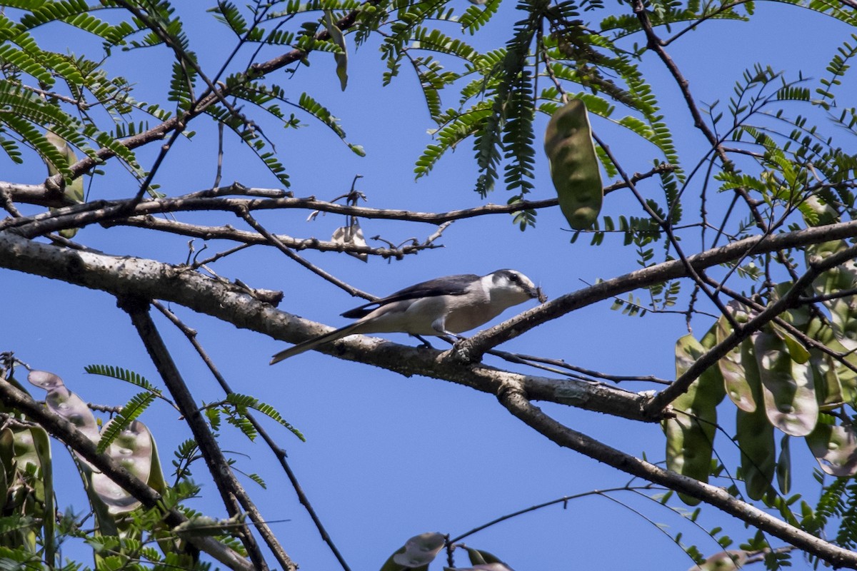 Brown-rumped Minivet - ML646518752