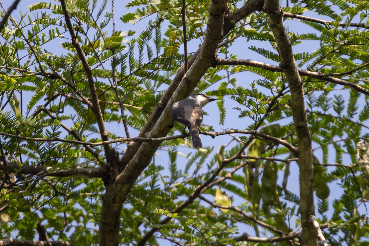 Brown-rumped Minivet - ML646518753