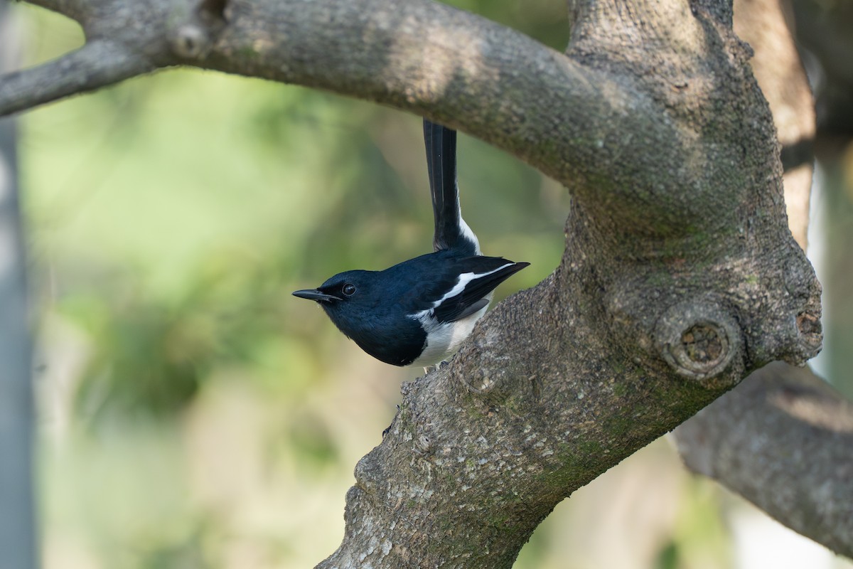 Oriental Magpie-Robin - ML646518756