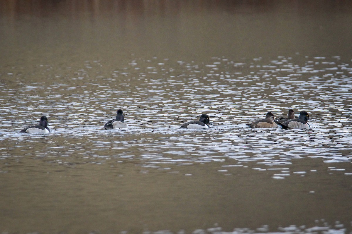 Ring-necked Duck - ML646518757