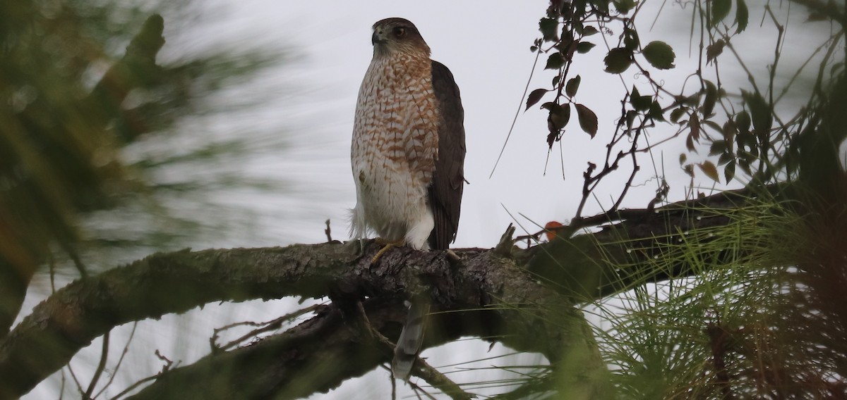 Rundschwanzhabicht - ML646518758