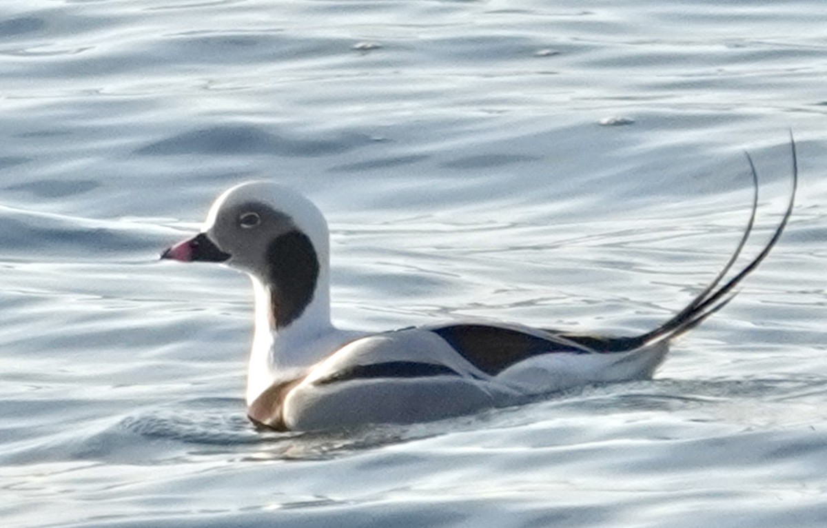 Long-tailed Duck - ML646518759