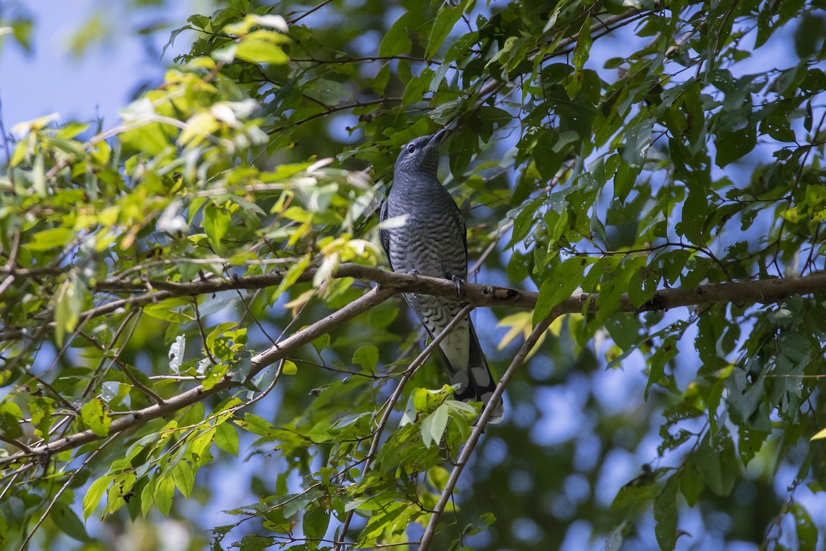Indochinese Cuckooshrike - ML646518760