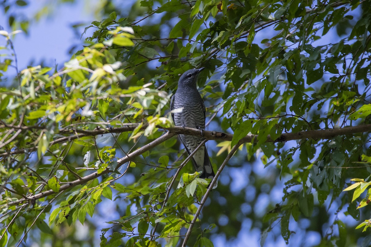Indochinese Cuckooshrike - ML646518761