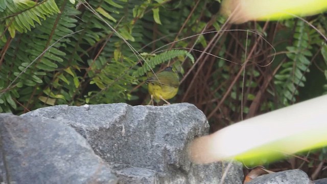 Reinita de Kentucky - ML646518762