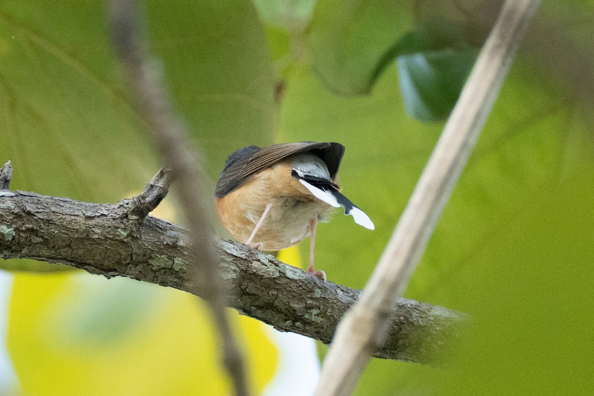 White-rumped Shama - ML646518763