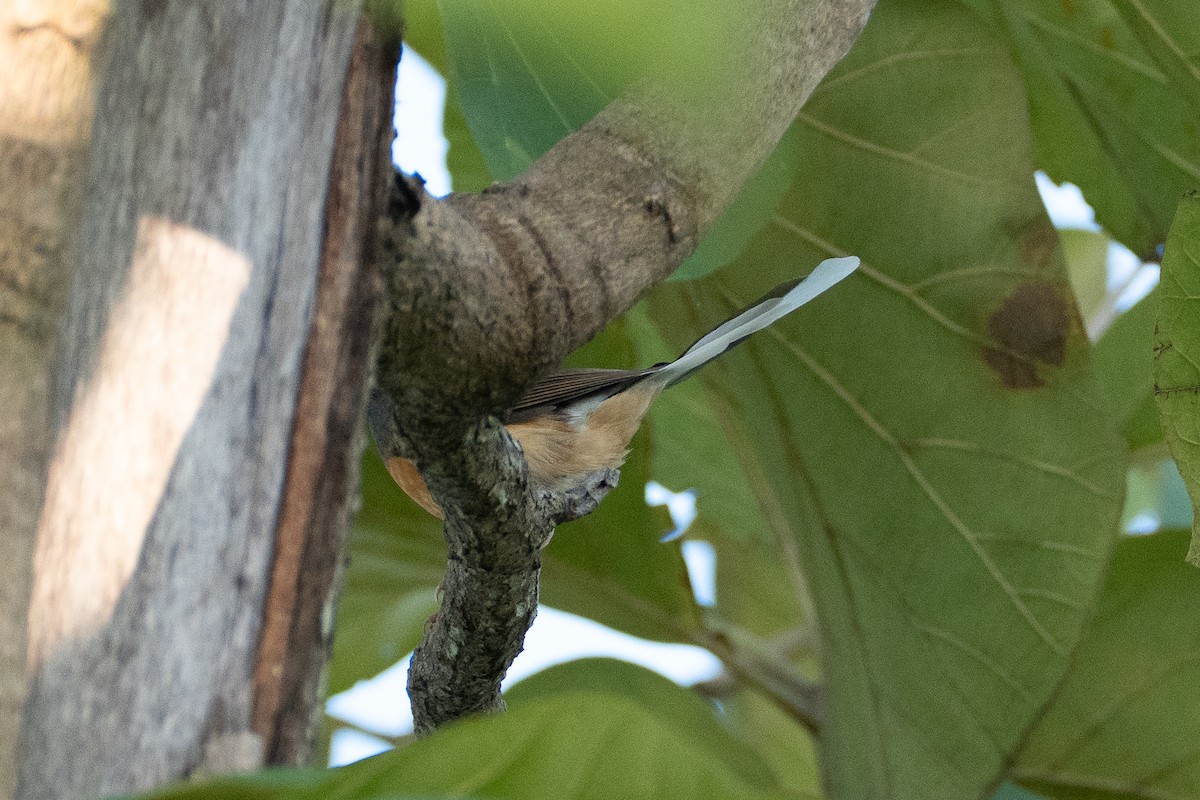 White-rumped Shama - ML646518764