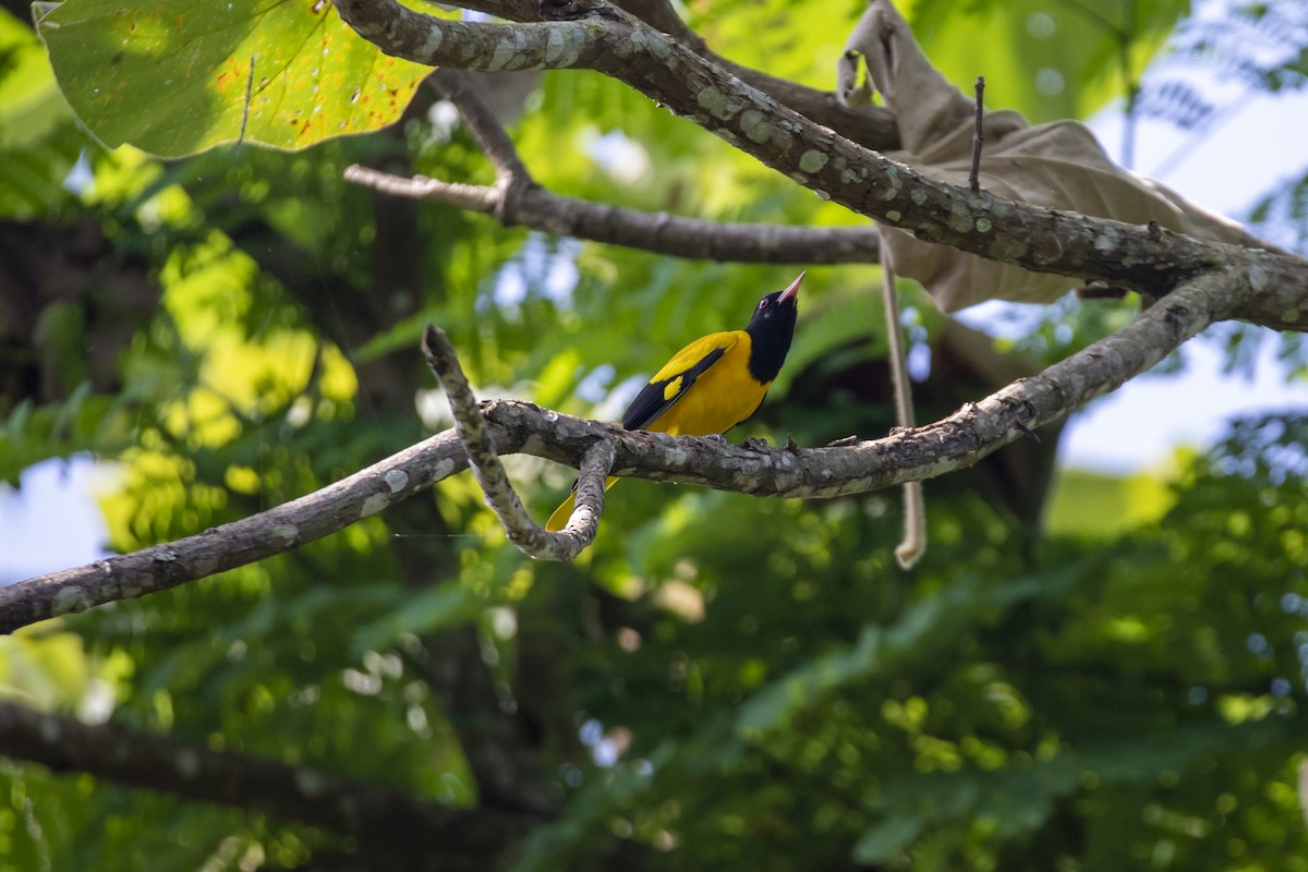Black-hooded Oriole - ML646518765