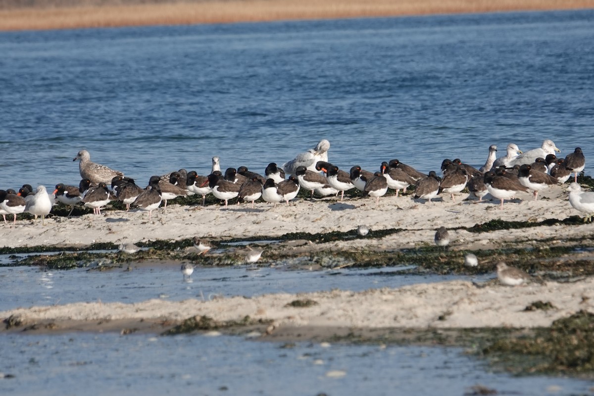 American Oystercatcher - ML646518767