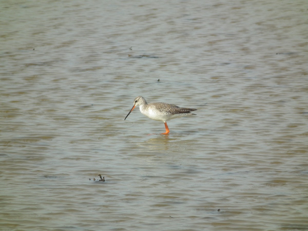 Spotted Redshank - ML646518771
