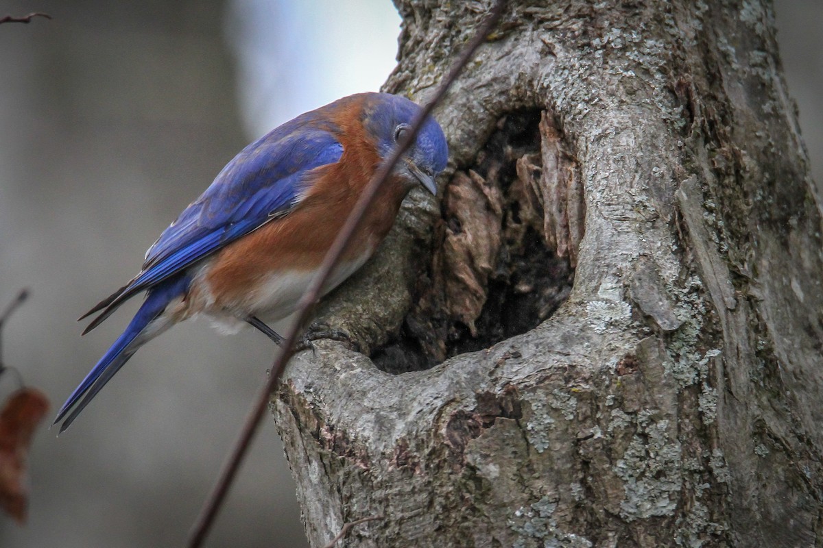 Eastern Bluebird - ML646518772